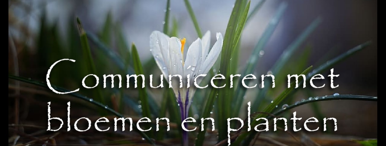 communiceren met bloemen en planten